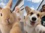 Cách tạo ảnh selfie cùng thú cưng hài hước cho các con sen